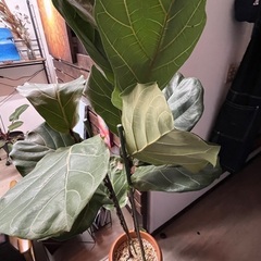カシワバゴムの木の画像