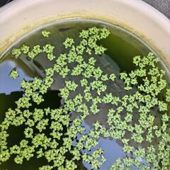 メダカ　めだか　ミックス100匹以上　まとめての画像