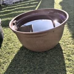 メダカ　めだか　ミックス100匹以上　まとめての画像