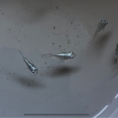 ダルマメダカ6匹の画像