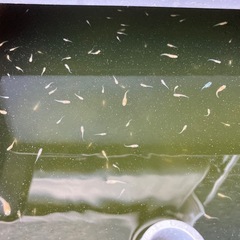 ミックスメダカ稚魚の画像