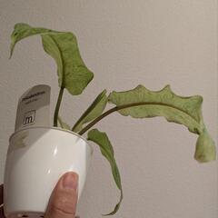 観葉植物 フィロデンドロン スノードリフト の画像