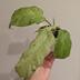 ランキングキーワードに紐づく投稿画像-観葉植物