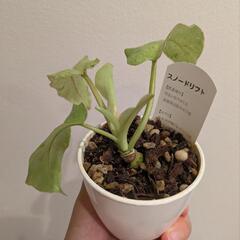観葉植物 フィロデンドロン スノードリフト の画像