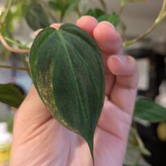 観葉植物 フィロデンドロン ミカンスの画像