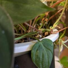 観葉植物 フィロデンドロン ミカンスの画像