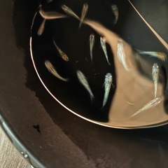 各種のミックスめだかの画像