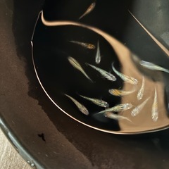 各種のミックスめだかの画像