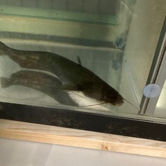 ビワコオオナマズの画像