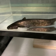 ビワコオオナマズの画像