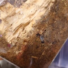 阿古谷産 オオクワガタ幼虫(Cライン)の画像