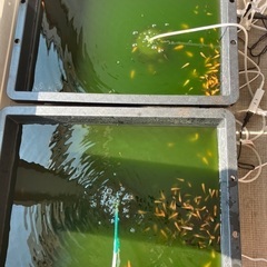 金魚　稚魚お譲りしますの画像