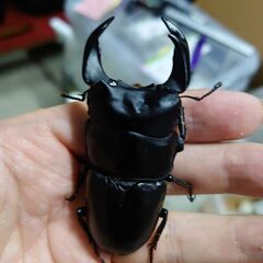 阿古谷産 オオクワガタ幼虫(Aライン)の画像