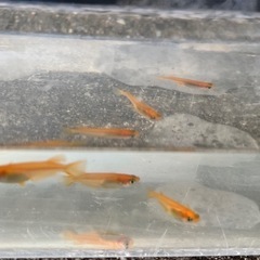 【楊貴妃】めだか　若魚　3ペアの画像