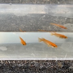 【楊貴妃】めだか　若魚　3ペアの画像