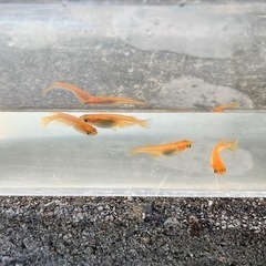 【楊貴妃】めだか　若魚　3ペアの画像