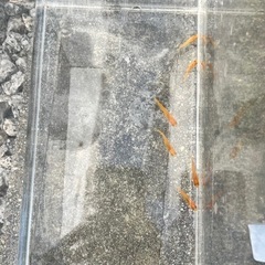 【楊貴妃】めだか　若魚　3ペアの画像