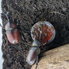 カブト虫　無料の画像