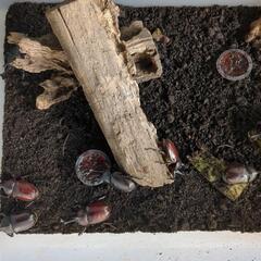 カブト虫　無料の画像