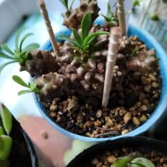 多肉植物 センペルビウム他                                  の画像