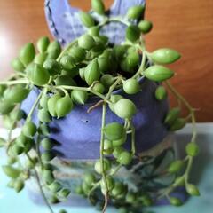 多肉植物 センペルビウム他                                  の画像