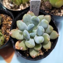 多肉植物 センペルビウム他                                  の画像