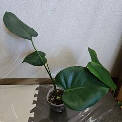 〖観葉植物〗モンステラの画像
