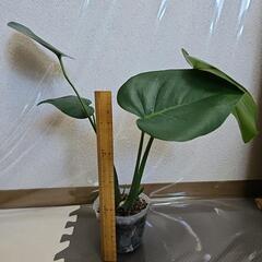 〖観葉植物〗モンステラの画像