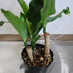 〖観葉植物〗幸福の木③の画像