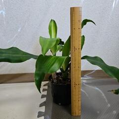 〖観葉植物〗幸福の木③の画像