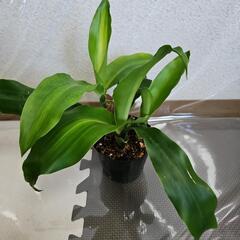 〖観葉植物〗幸福の木③の画像