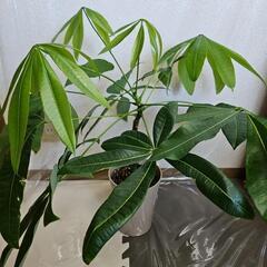 〖観葉植物〗パキラの画像