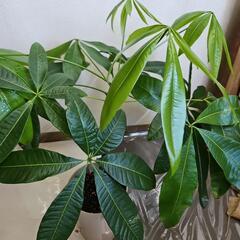 〖観葉植物〗パキラの画像