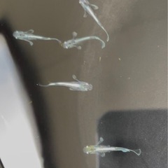エメキン　メダカ10匹の画像