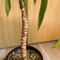 ユッカ　エレファンティぺスの画像