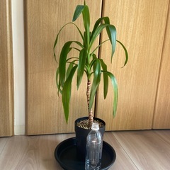 ユッカ　エレファンティぺスの画像