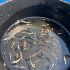 稚魚ミックス30匹の画像