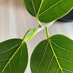 フィカス　ベンガレンシスの画像