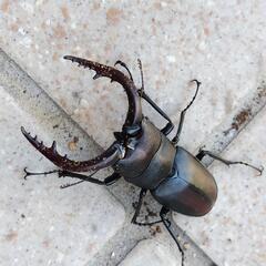 糟屋郡久山町産　ノコギリクワガタ　ペア　昆虫　ペットの画像