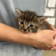 生後1ヶ月以内？？のキジトラのメスの子猫