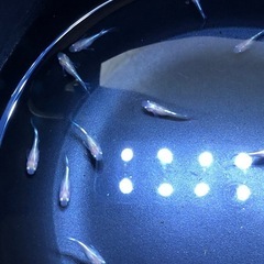 🧚エンゼルダルマめだか🐟若魚　10匹の画像