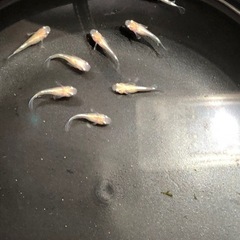 🧚エンゼルダルマめだか🐟若魚　10匹の画像