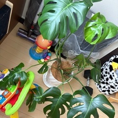 8月5日までの掲載！モンステラの画像