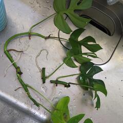 【受付終了】観葉植物モンステラの画像