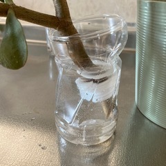 金の成る木の画像