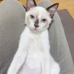 後ろ足に障害があるけど超元気な甘えん坊♡　しっぽと耳が茶色の人気のシャム系男の子のしょうへい君 - 里親募集