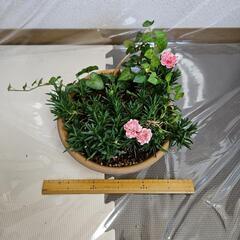 ダイアンサス　鉢植えの画像
