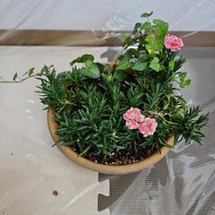 ダイアンサス　鉢植えの画像