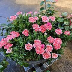 ダイアンサス　鉢植えの画像