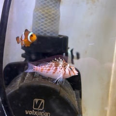 海水魚の画像